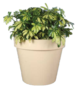 TAMPA Planter